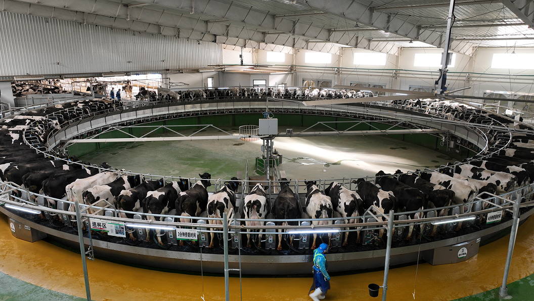 标准化养殖提质增效 乌兰浩特市畜牧业跑出高质量发展加速度